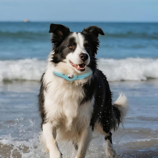 TekPaws SmartTag Comfort Collar