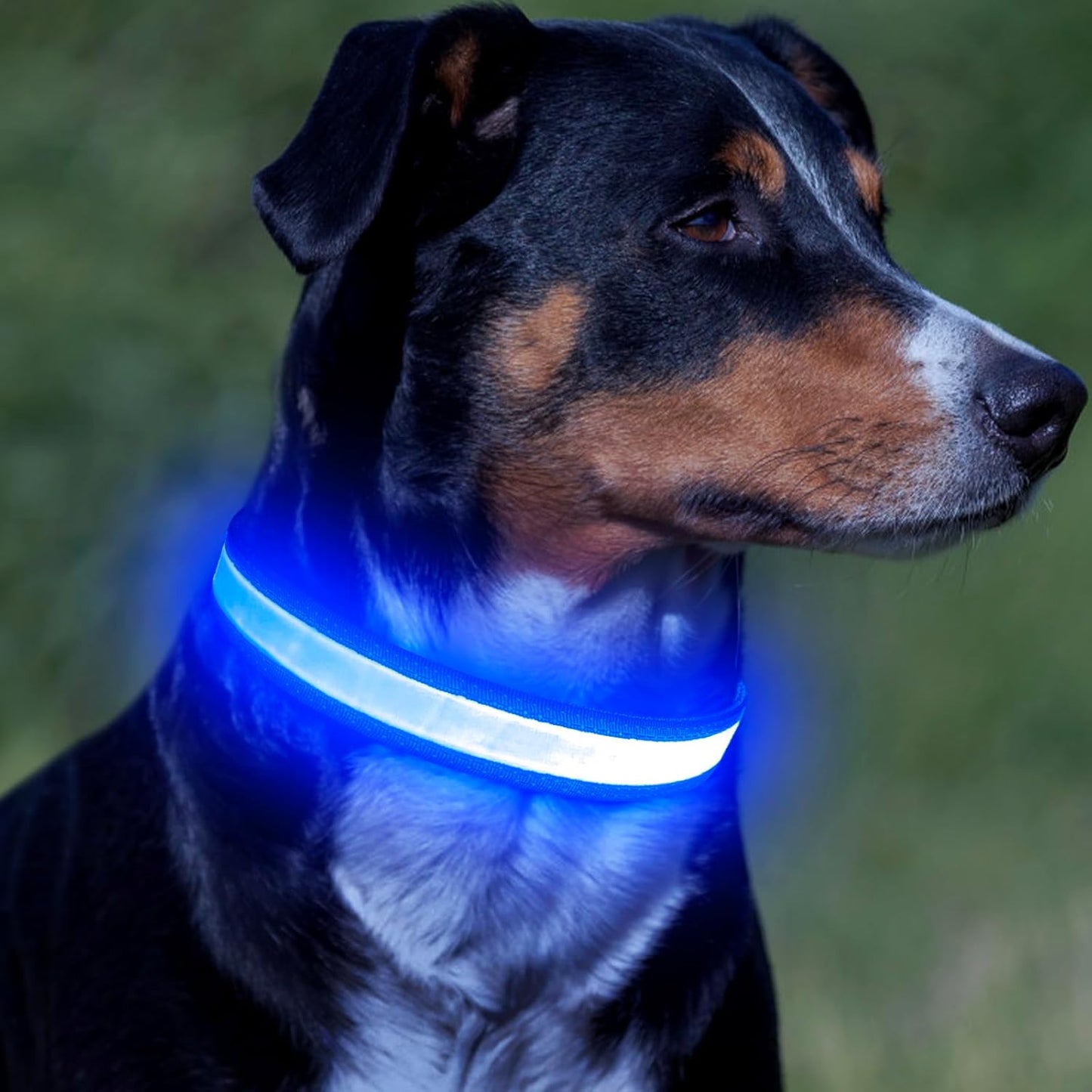 TekPaws Glow Collar
