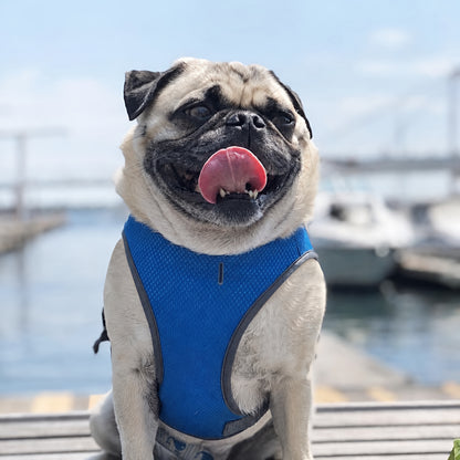 TekPaws ChillWear Cooling Vest