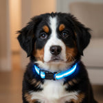 TekPaws Glow Collar – Stay Seen