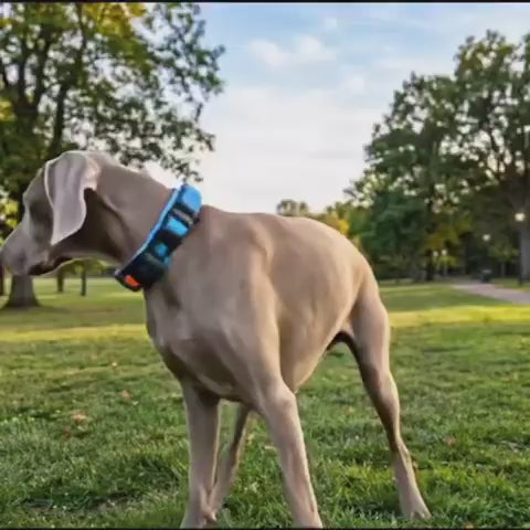 TekPaws LED Luminous Rechargeable Dog Collar